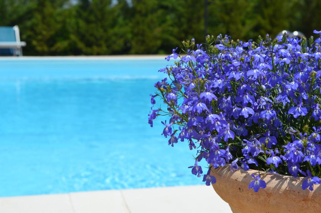 a pot of blue flowers next to a swimming pool at Il Piccolo Rifugio in Castellana Grotte