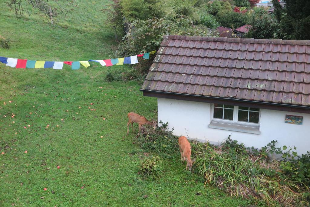 Zahrada ubytování B&B Sigrid Braun-Budde