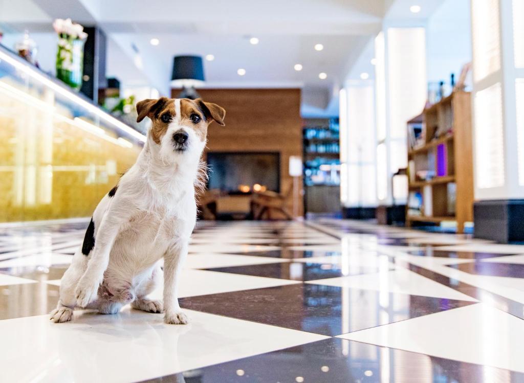 Domácí mazlíčci ubytovaní s hosty v ubytování Hotel Lilla Roberts