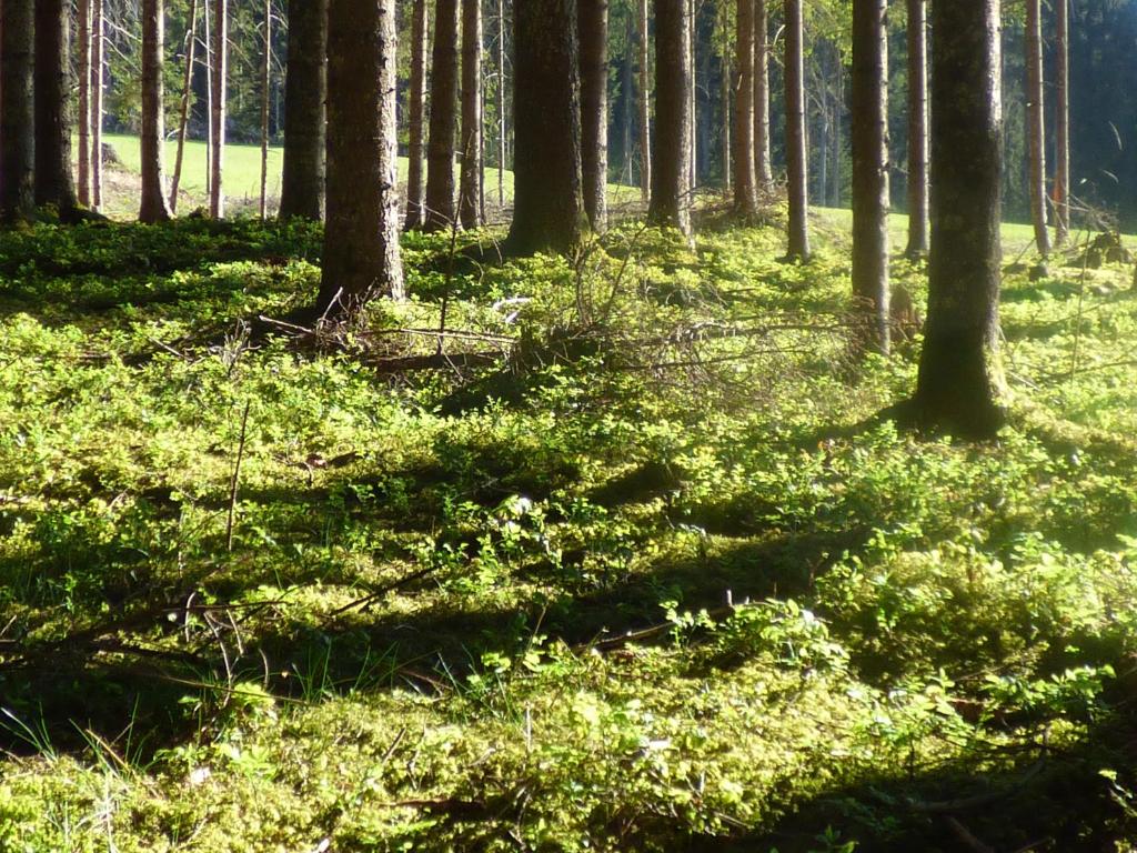Příroda nedaleko penzionu – hostince