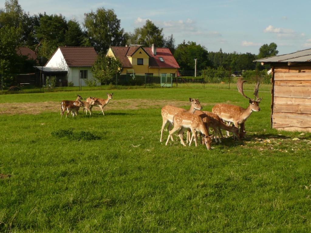 Zvířata v apartmánu nebo okolí