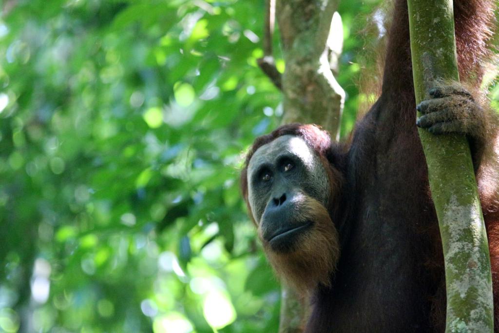 a close up of a monkey hanging from a tree at Ida Guest House & Restaurant in Bukit Lawang