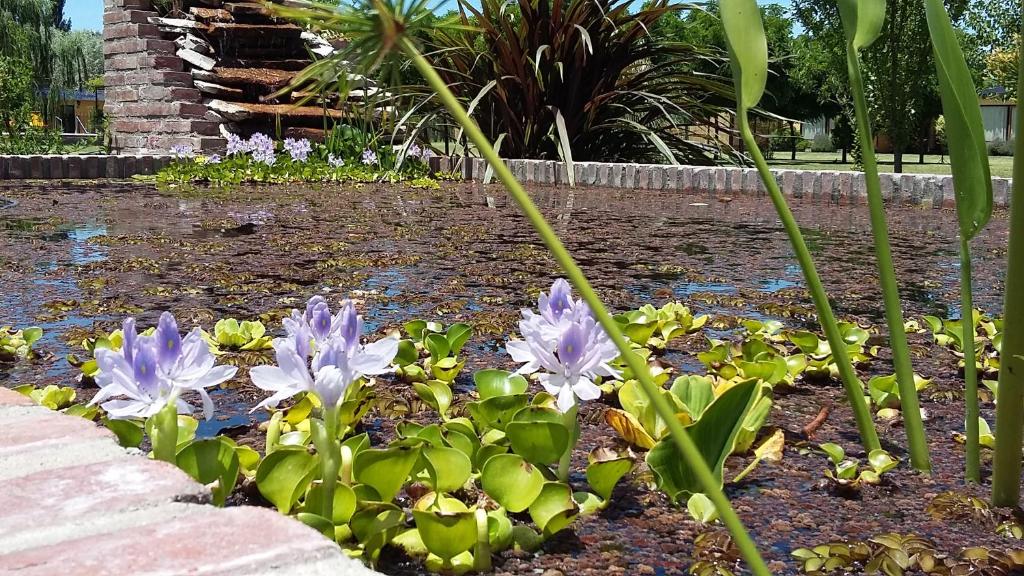 un jardín con flores púrpuras en un estanque en Cabanas Las Madrigueras en General Alvear