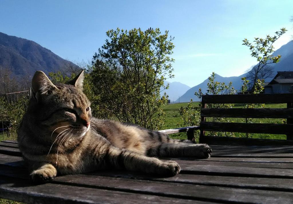 Domácí mazlíčci ubytovaní s hosty v ubytování Agritur Airone Bed & Camping