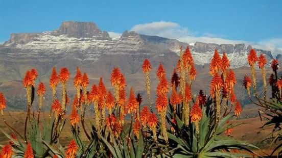 a bunch of red flowers with mountains in the background at Berg Treat in Champagne Valley