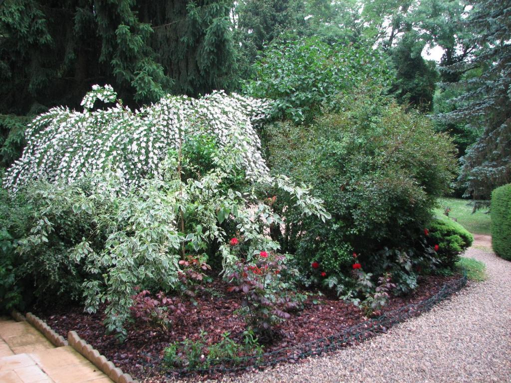 a bush with white flowers in a garden at Le Pas de L'Ane Chambres d'hôtes in Saint-Ondras