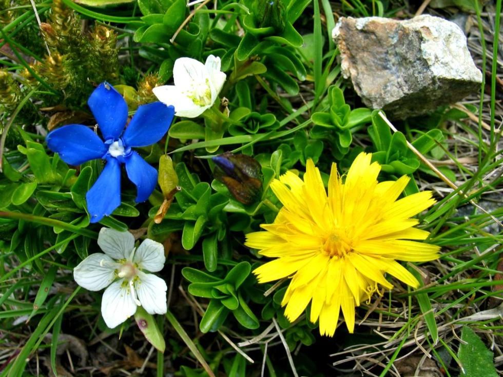 A garden outside Plattnerhof