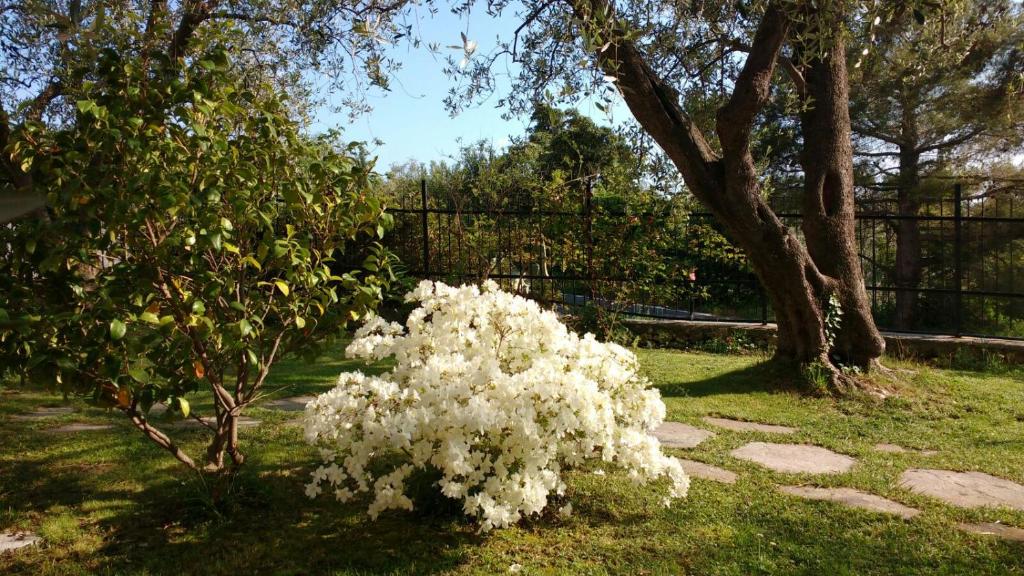 Une brousse avec des fleurs blanches dans une cour dans l'établissement La vie est belle, à Finale Ligure
