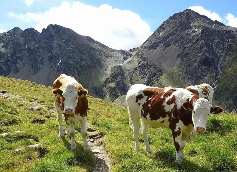 Állatok az apartmanban vagy a közelben