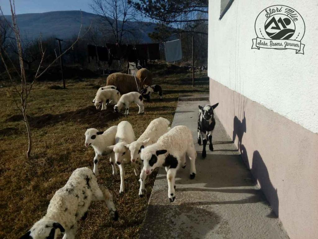 Zvieratá v penzióne alebo blízkom okolí