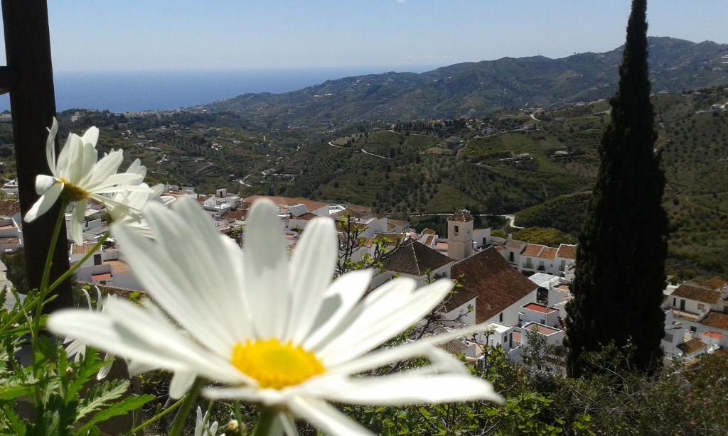 un fiore bianco seduto sulla cima di una città di Casa Ana, Fantásticas vistas a Frigiliana, el mar y la montaña a Frigiliana