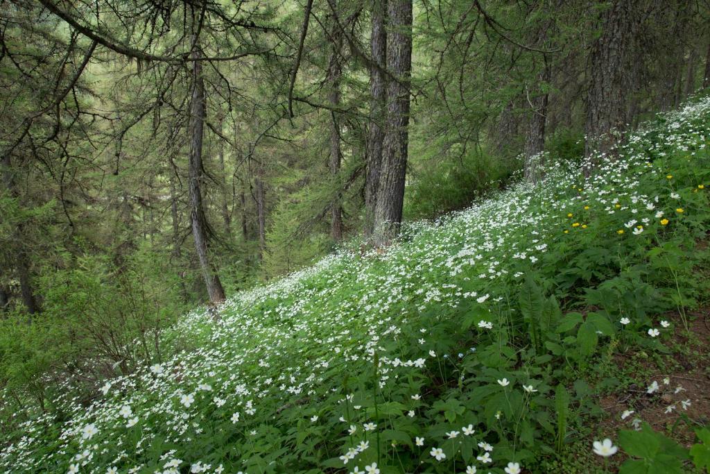 un champ de fleurs blanches dans les bois dans l'établissement Gites L'épilobe, à Saint-Léger-les-Mélèzes