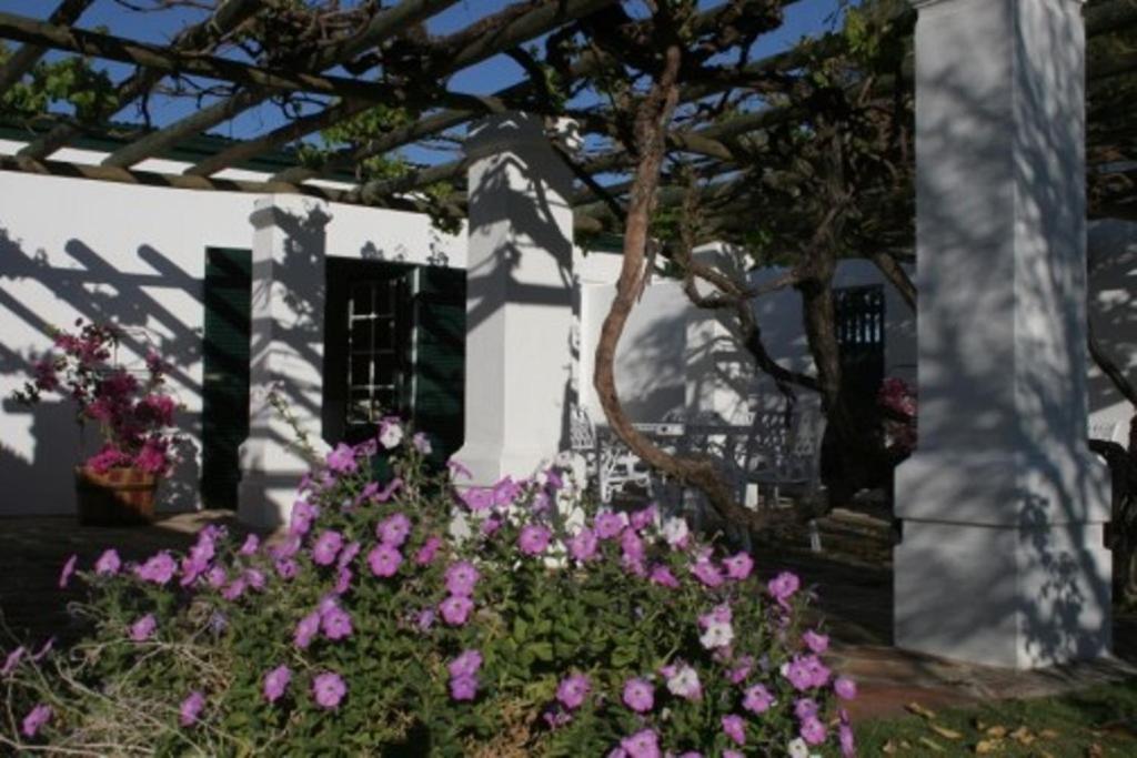 a garden with purple flowers in front of a building at De Kothuize 166 in Graaff-Reinet