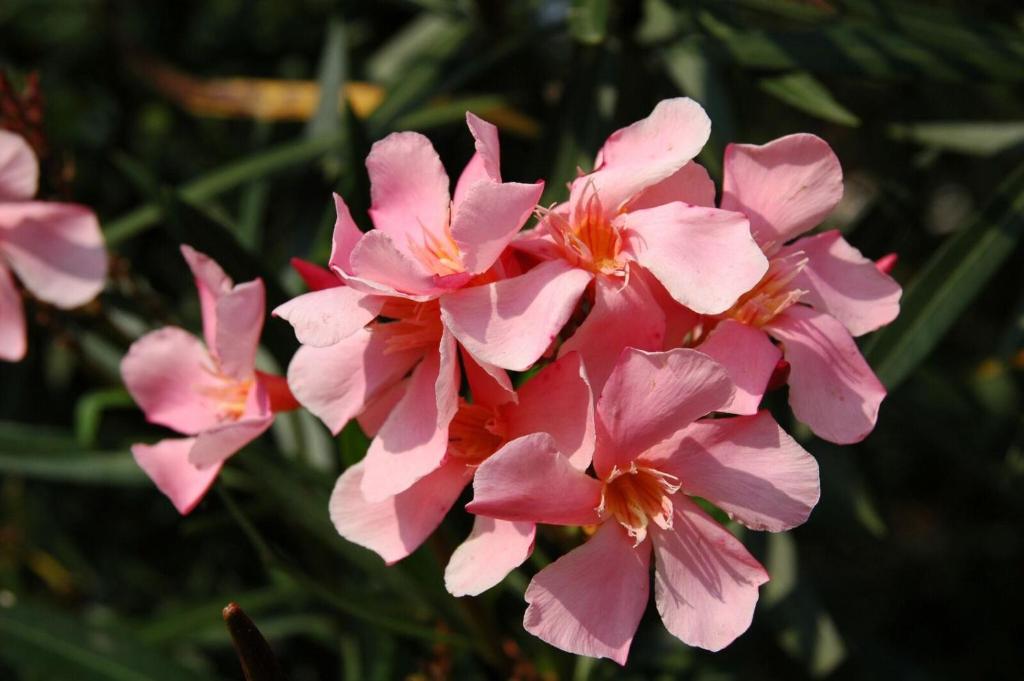 Zahrada ubytování Residenza Giardino - Chez Antoinette