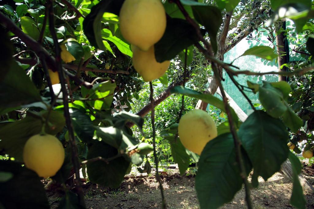 Agriturismo Nonno Luigino - 17