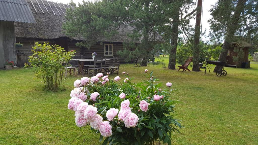 a bunch of pink flowers in a yard at Männi Summerhouse in Kassari