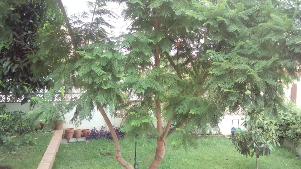 a tree in the middle of a yard at Lovely Apartment in Alhaurín de la Torre