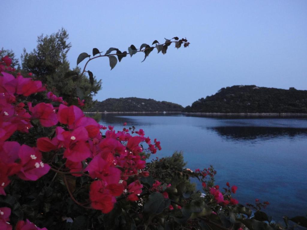 a view of a body of water with pink flowers at Apartment Ljilja in Blato