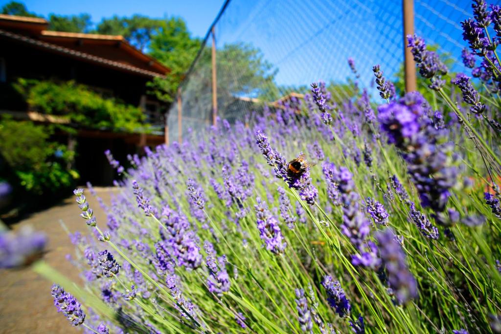 Zahrada ubytování Hotel Résidence Le Sporting