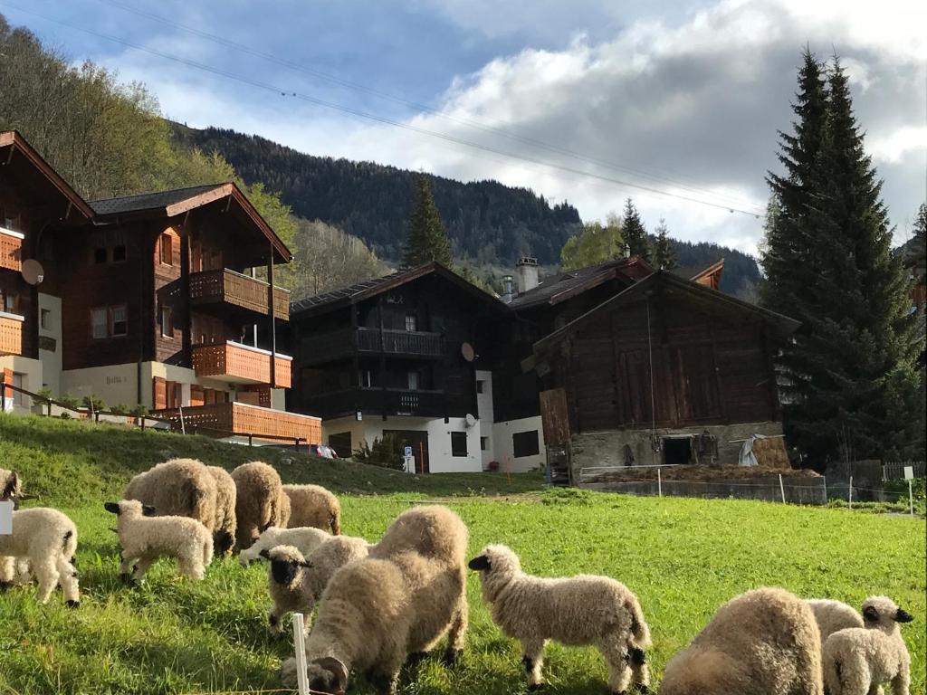 a herd of sheep grazing in a field with buildings at Danica in Blatten bei Naters