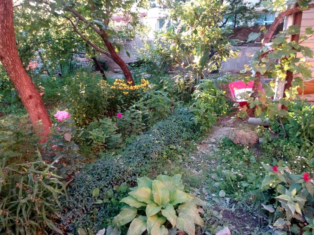 Zahrada ubytování Guest House Chirina