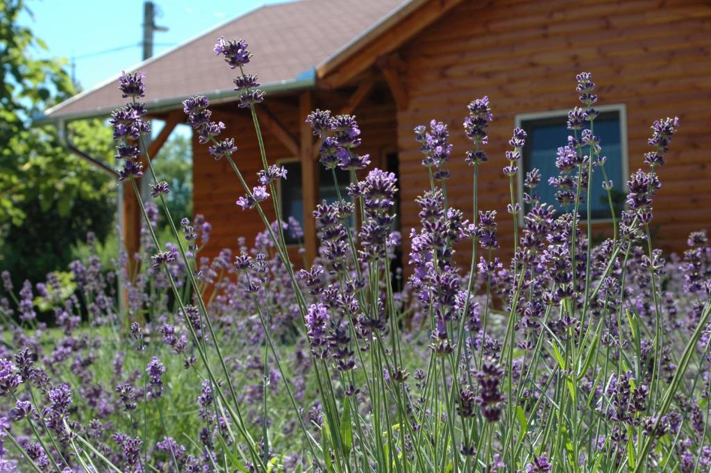 un campo de flores púrpuras frente a una cabaña de madera en Faház, en Tiszaszőlős