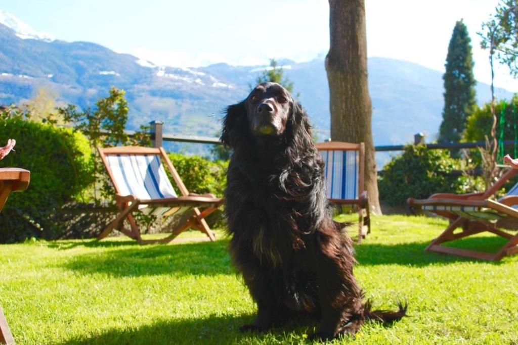 a dog sitting in the grass with a tennis ball in its mouth at Bed & Breakfast Chez Berry in Aosta