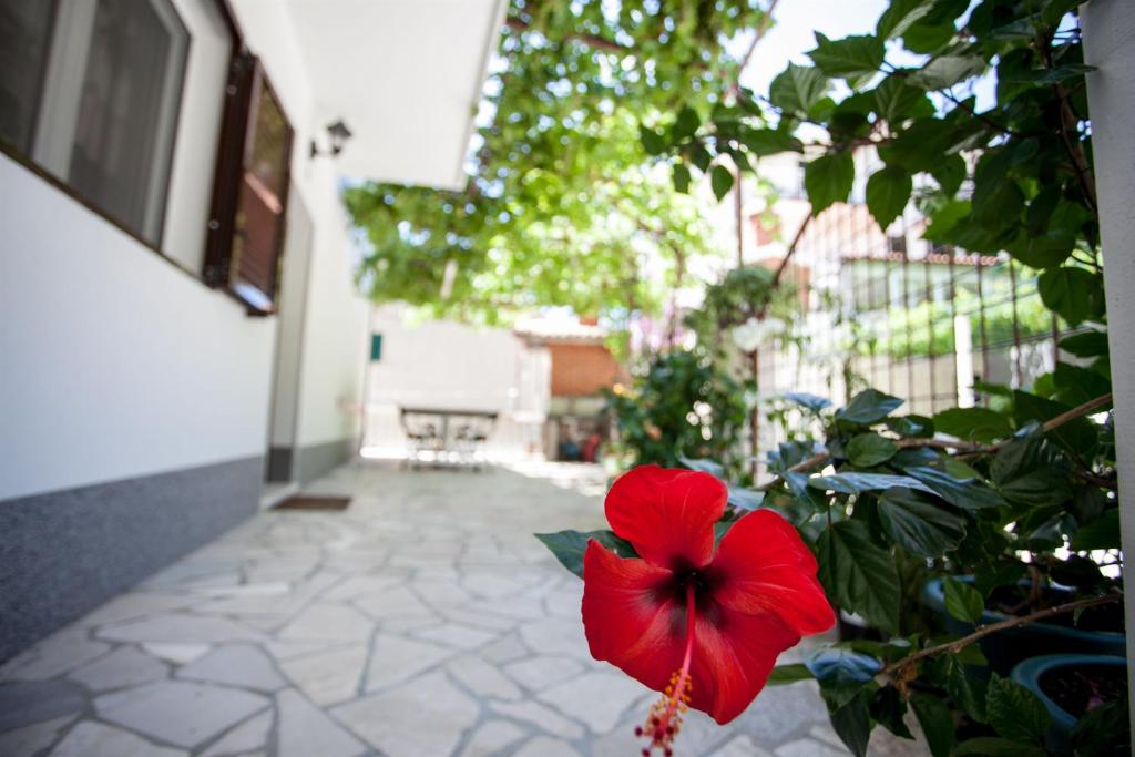 Vonkajšia záhrada v ubytovaní Apartments Mladen