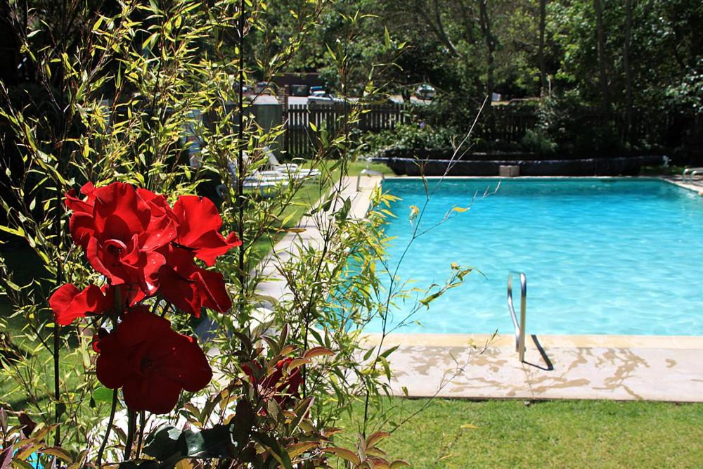 a red flower in front of a swimming pool at Big Sur River Inn in Big Sur