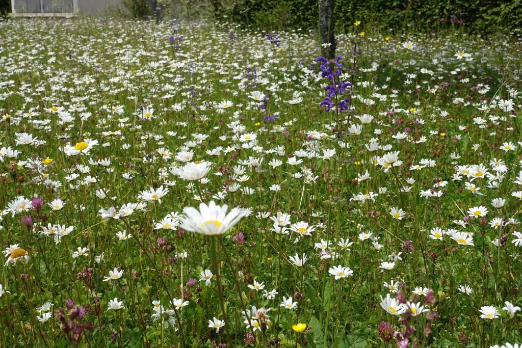 a field of white and purple flowers in the grass at Hotel Schweizerhof in Engelberg