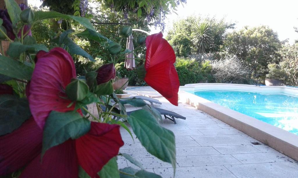 a plant with red flowers next to a swimming pool at Michèle et Didier Lin in Saint-Laurent-dʼAigouze