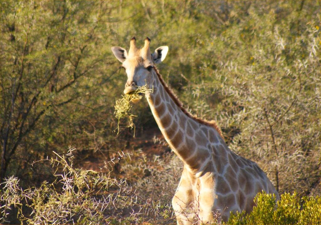 a giraffe is eating grass in a field at Zwartberg View Mountain Lodge in Oudtshoorn