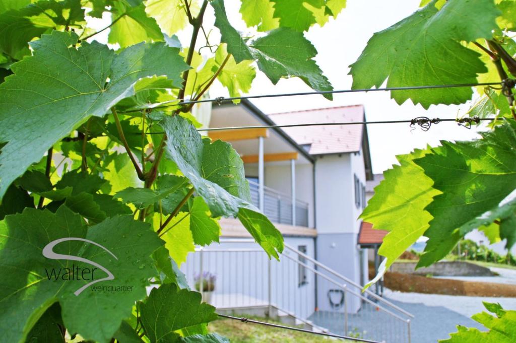 Zahrada ubytování Walters Weinquartier