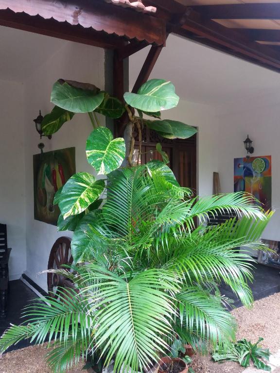 Peacock Wings Guest - 3