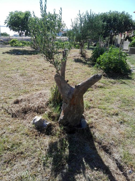 Vonkajšia záhrada v ubytovaní Apartment Marijan - Rtina