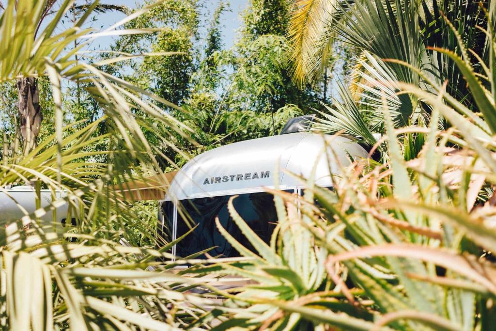 a white object in the jungle with plants at Caravan Outpost in Ojai