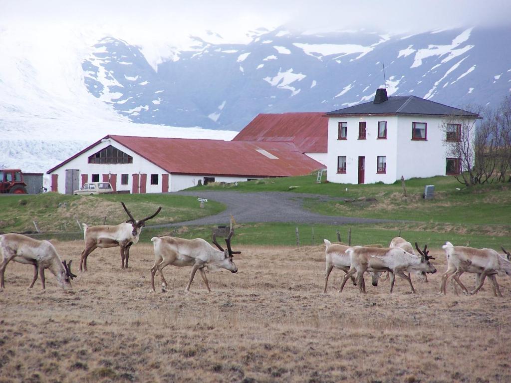 eine Gruppe Hirsche, die auf einem Feld vor einem Haus spazieren in der Unterkunft Guesthouse Holmur in Hólmur