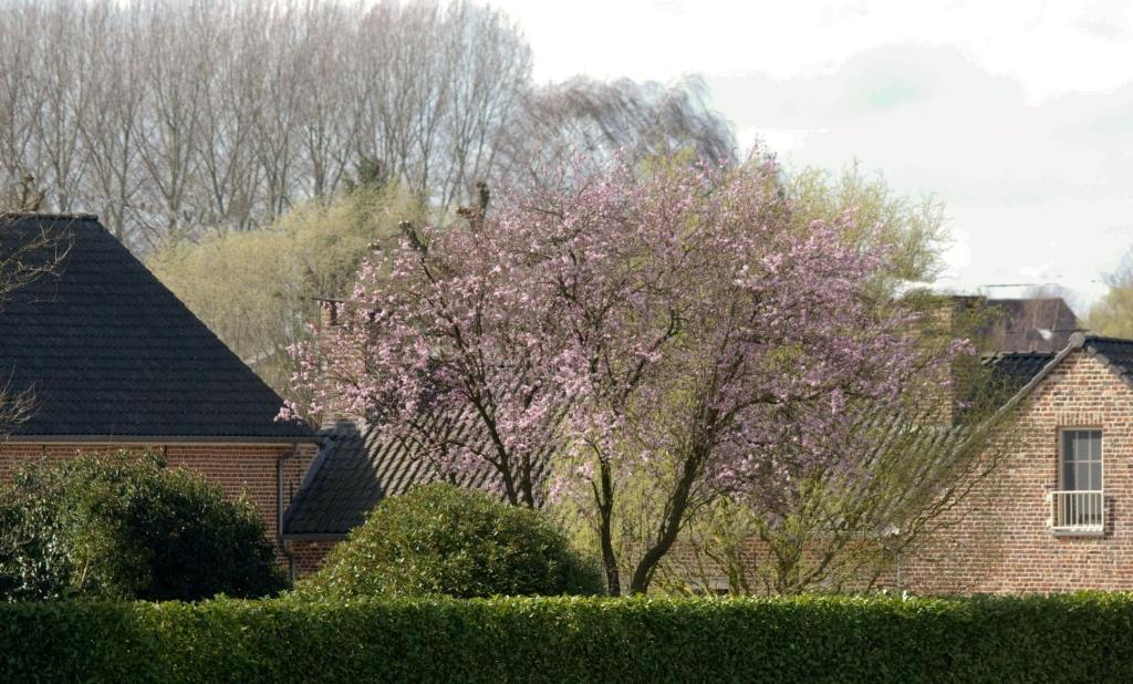 un arbre aux fleurs roses devant une maison dans l'établissement De Rankhove, à Herne