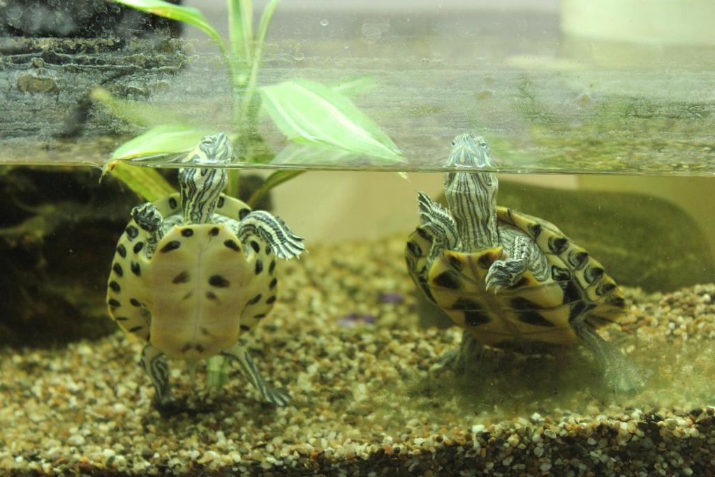 Zvířata v hostelu nebo okolí