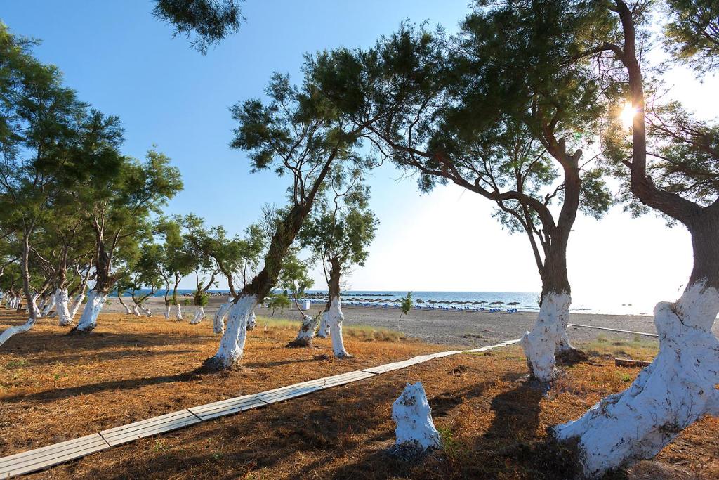 a row of trees on a beach with the ocean in the background at Memories Beach Hotel in Monolithos