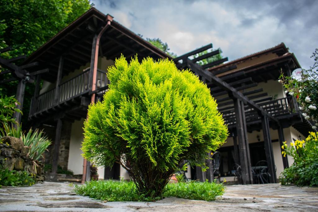 Zahrada ubytování Guest House Verbena