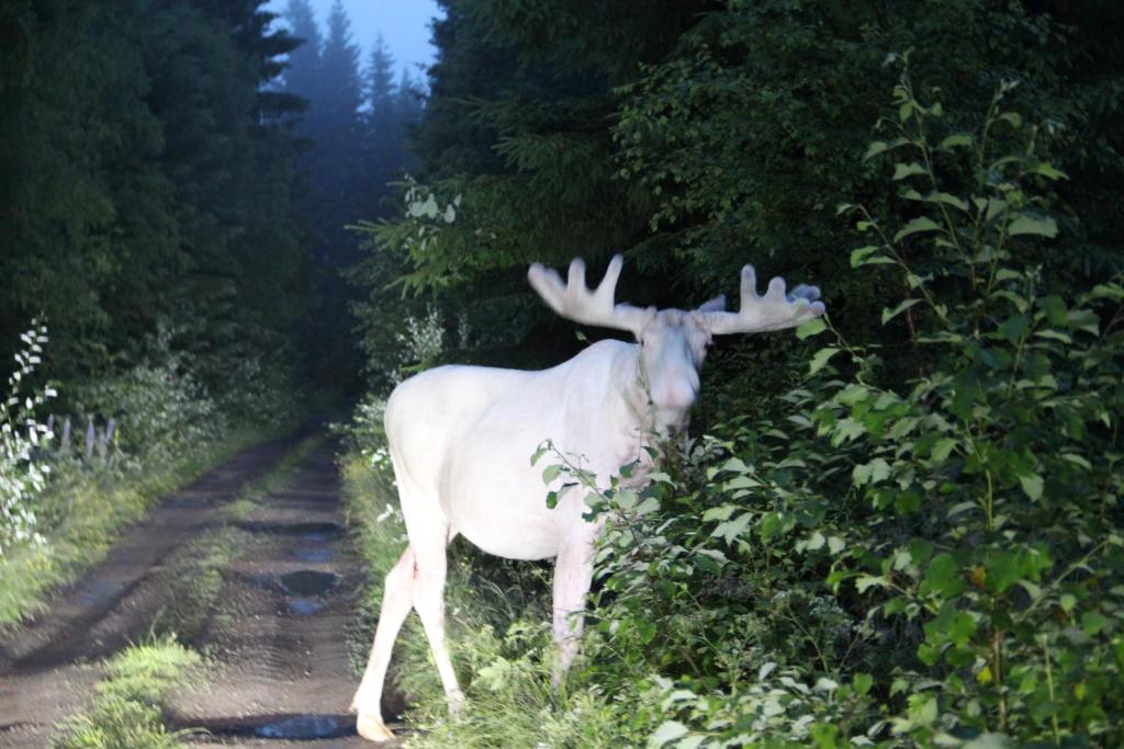 a white deer standing on a dirt road at Lövås Gård Koppera in Charlottenberg