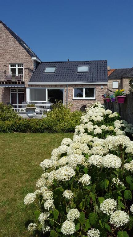 a bunch of white flowers in front of a house at Luppolo vakantiehuis Westhoek in Alveringem