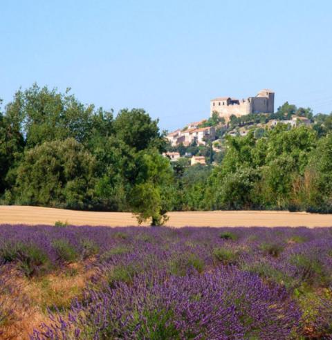 un champ de fleurs violettes avec un château sur une colline dans l'établissement Les Chênes Blancs, à Gréoux-les-Bains