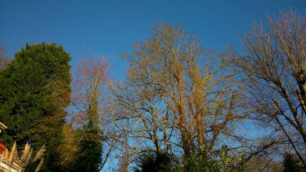 a group of trees with no leaves on them at Thornybank in Cromer