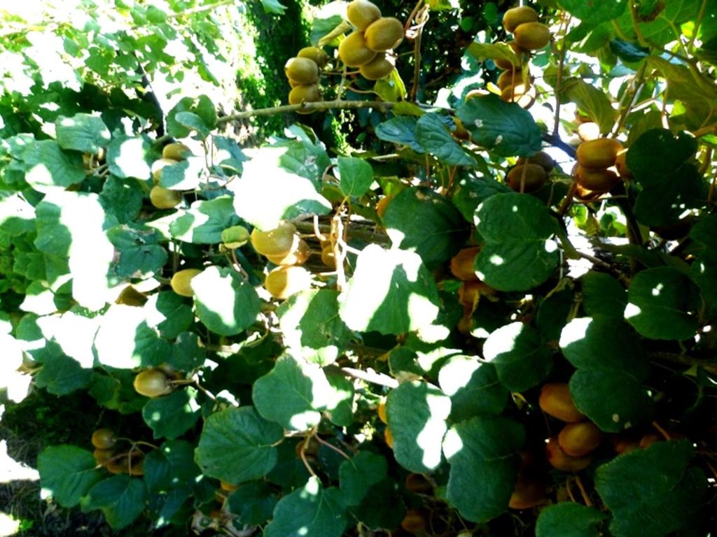 Ogród w obiekcie Agriturismo Podere dei kiwi