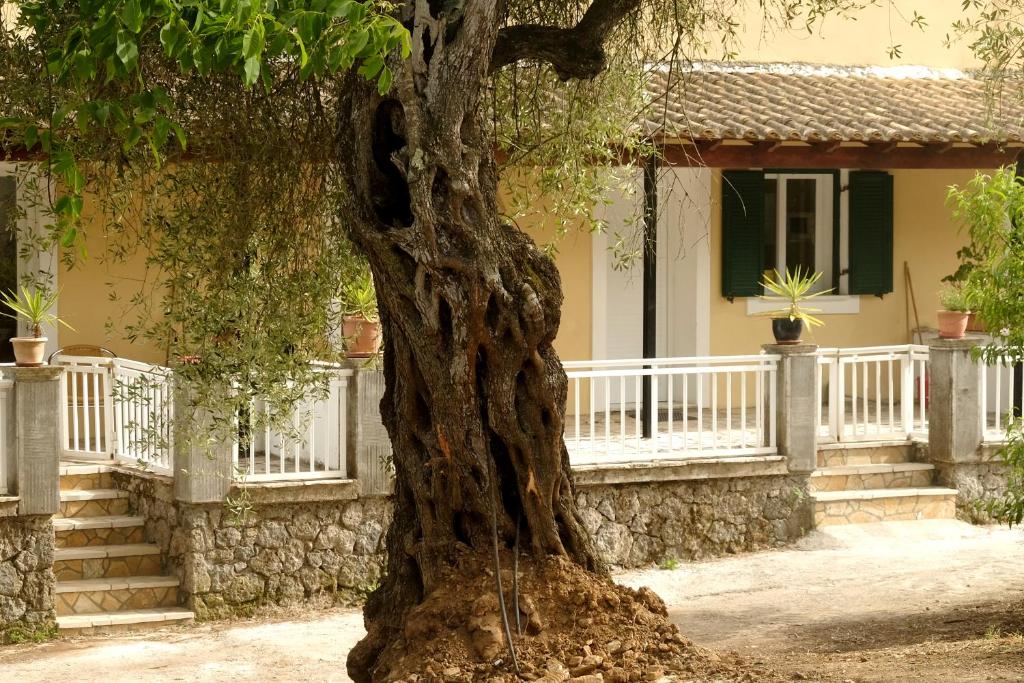 un gran árbol frente a una casa en Kidonakia Apartments, en Ágios Ioánnis