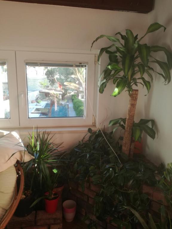 Fotografie z fotogalerie ubytování Apartments Suton v destinaci Mokošica