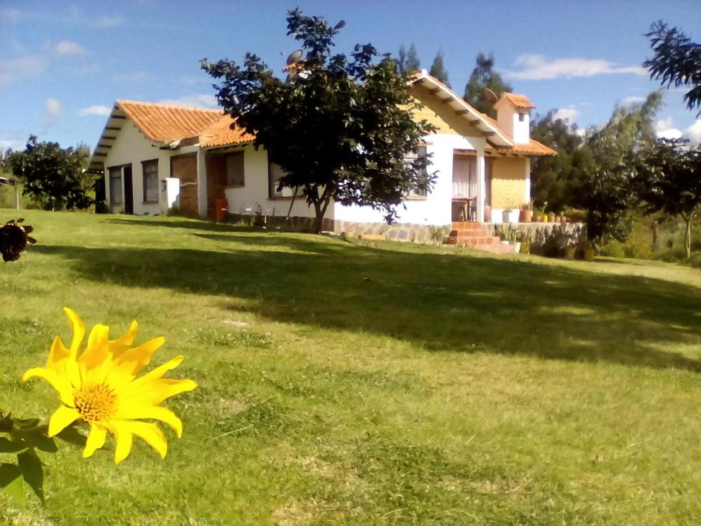 una flor amarilla en el patio de una casa en Hospedaje y Zona de Camping Pistacho, en Villa de Leyva