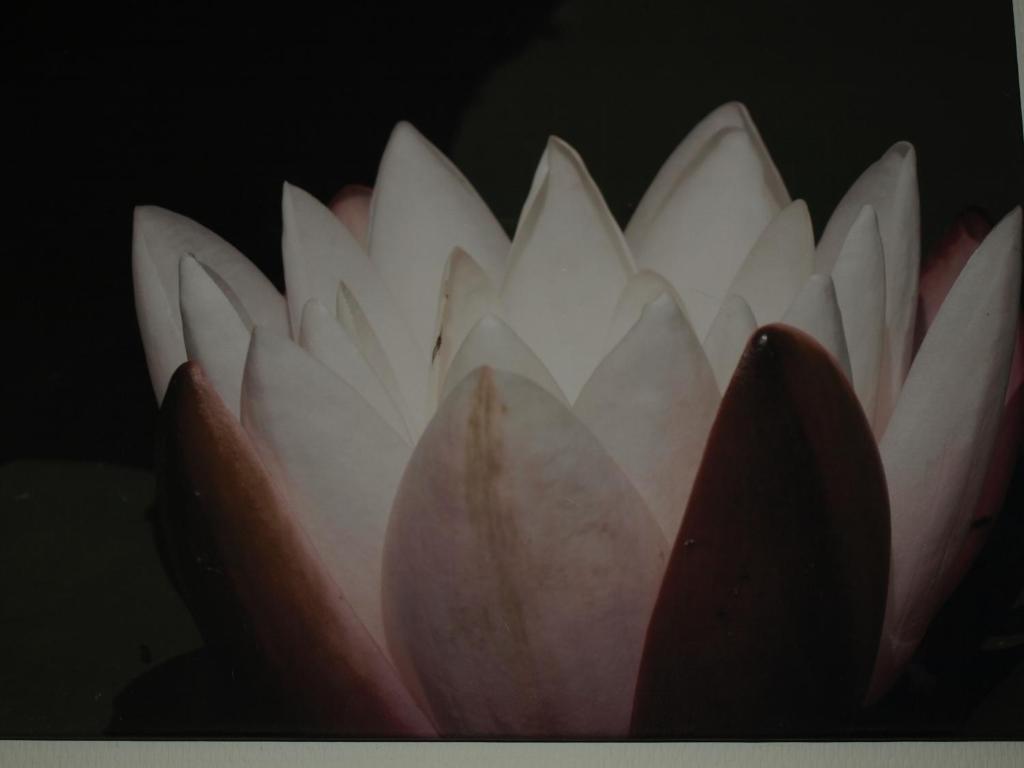 Fotografie z fotogalerie ubytování Studio & Appartement au Lac v destinaci Sart-lez-Spa
